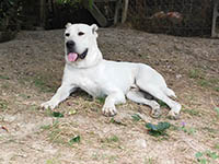 molossi rustici, cane corso bianco